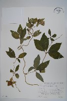 羊乳、四葉參藏品圖，第1張