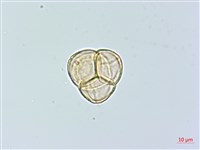 登錄號:S074811藏品圖，第1張