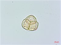 登錄號:S074811藏品圖，第2張