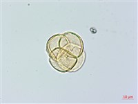 登錄號:S074811藏品圖，第3張