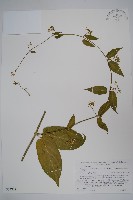 登錄號:S074812藏品圖，第1張