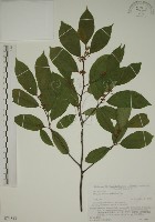 鈍齒鼠李藏品圖，第1張