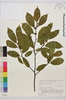 鈍齒鼠李藏品圖，第2張