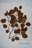 登錄號:S074815藏品圖，第1張