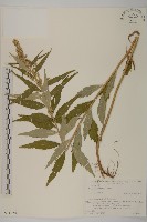 登錄號:S074820藏品圖，第1張