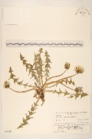 西洋蒲公英藏品圖，第1張