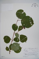 登錄號:S074827藏品圖，第1張