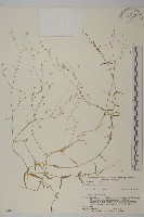 禾葉繁縷藏品圖，第1張