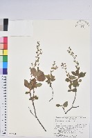 登錄號:S074831藏品圖，第1張