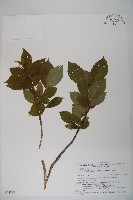 登錄號:S074837藏品圖，第1張