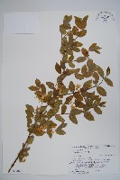 莫羅氏忍冬藏品圖，第1張