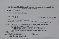 莫羅氏忍冬藏品圖，第2張