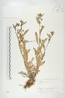 奧地利葶藶藏品圖，第1張