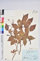 登錄號:S074854藏品圖，第1張