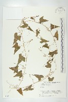 合子草藏品圖，第1張