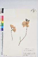 登錄號:S074862藏品圖，第1張