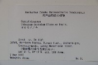 假繡球藏品圖，第2張