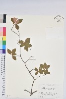 登錄號:S074870藏品圖，第1張