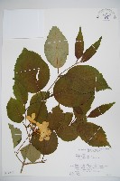 蝴蝶莢迷藏品圖，第1張