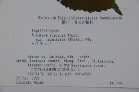 蝴蝶莢迷藏品圖，第2張