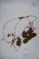 登錄號:S074874藏品圖，第1張