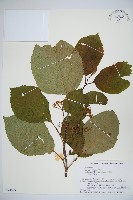 登錄號:S074879藏品圖，第1張