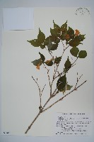 登錄號:S074880藏品圖，第1張