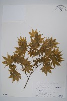 登錄號:S074881藏品圖，第1張