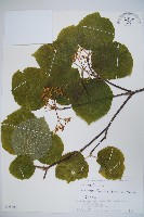 假繡球藏品圖，第1張