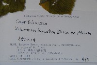 假繡球藏品圖，第2張