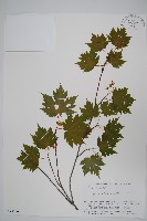 登錄號:S074886藏品圖，第1張