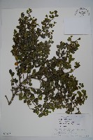 登錄號:S074893藏品圖，第1張