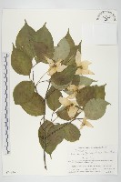 四照花藏品圖，第1張