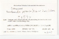 四照花藏品圖，第2張