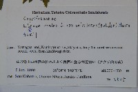 雞樹條莢迷藏品圖，第2張