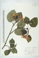 燈台樹藏品圖，第1張