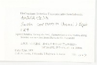 燈台樹藏品圖，第2張