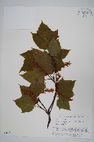 褐脈槭藏品圖，第1張