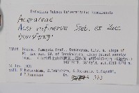 褐脈槭藏品圖，第2張