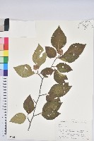 登錄號:S074911藏品圖，第1張