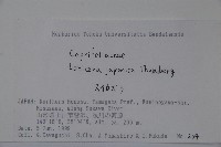 忍冬、金銀花藏品圖，第2張