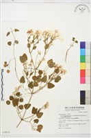 鵝鑾鼻鐵線蓮藏品圖，第1張