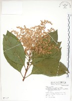 呂宋水錦樹藏品圖，第1張
