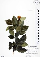 長果月橘藏品圖，第1張