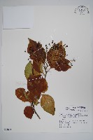 蘭嶼厚殼樹藏品圖，第1張