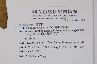 蘭嶼厚殼樹藏品圖，第2張