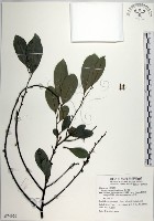 黃心柿藏品圖，第1張