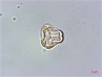 密脈赤楠藏品圖，第2張