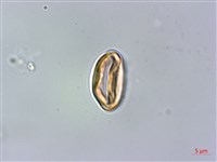 密脈赤楠藏品圖，第4張