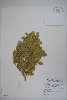 琉球黃楊藏品圖，第4張